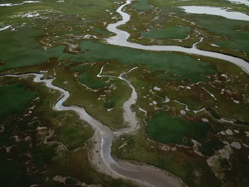 Salt marshes in the Russian Arctic