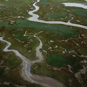Salt marshes in the Russian Arctic