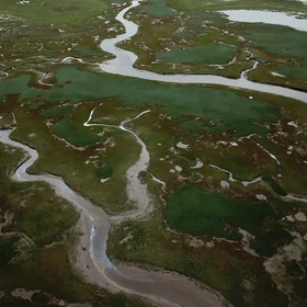 Salt marshes in the Russian Arctic