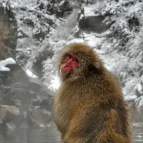 Snow and volcanic heat: a monkey heaven