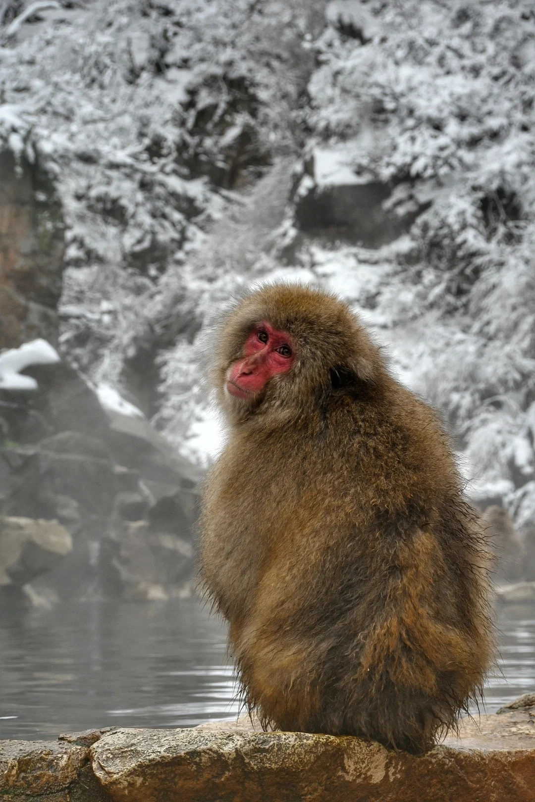 Snow and volcanic heat: a monkey heaven
