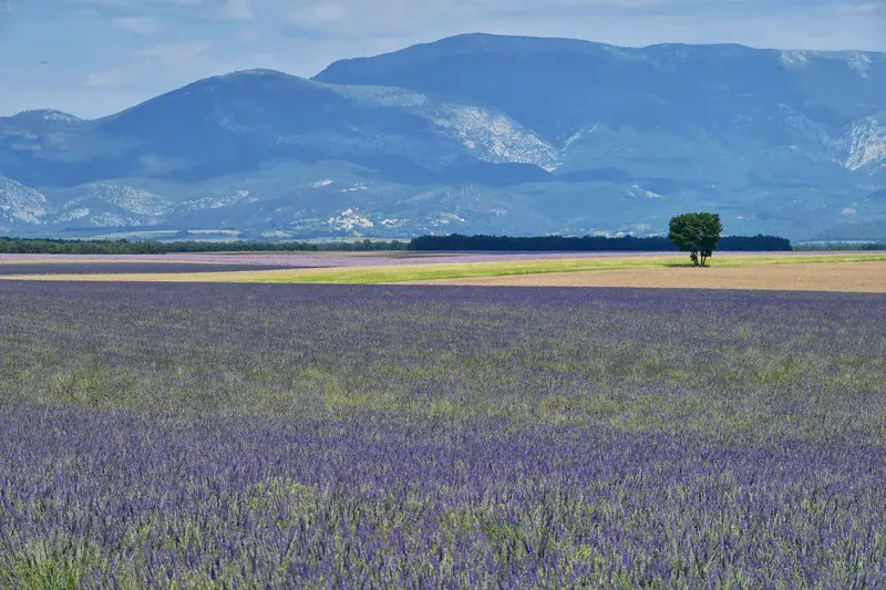 Lavender fields on the horizon