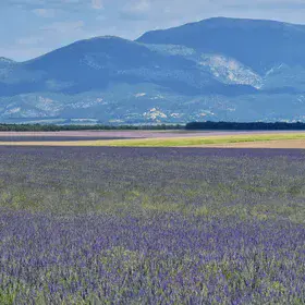Lavender fields on the horizon