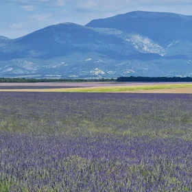 Lavender fields on the horizon