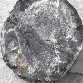 Fossil from Tethys Sediment