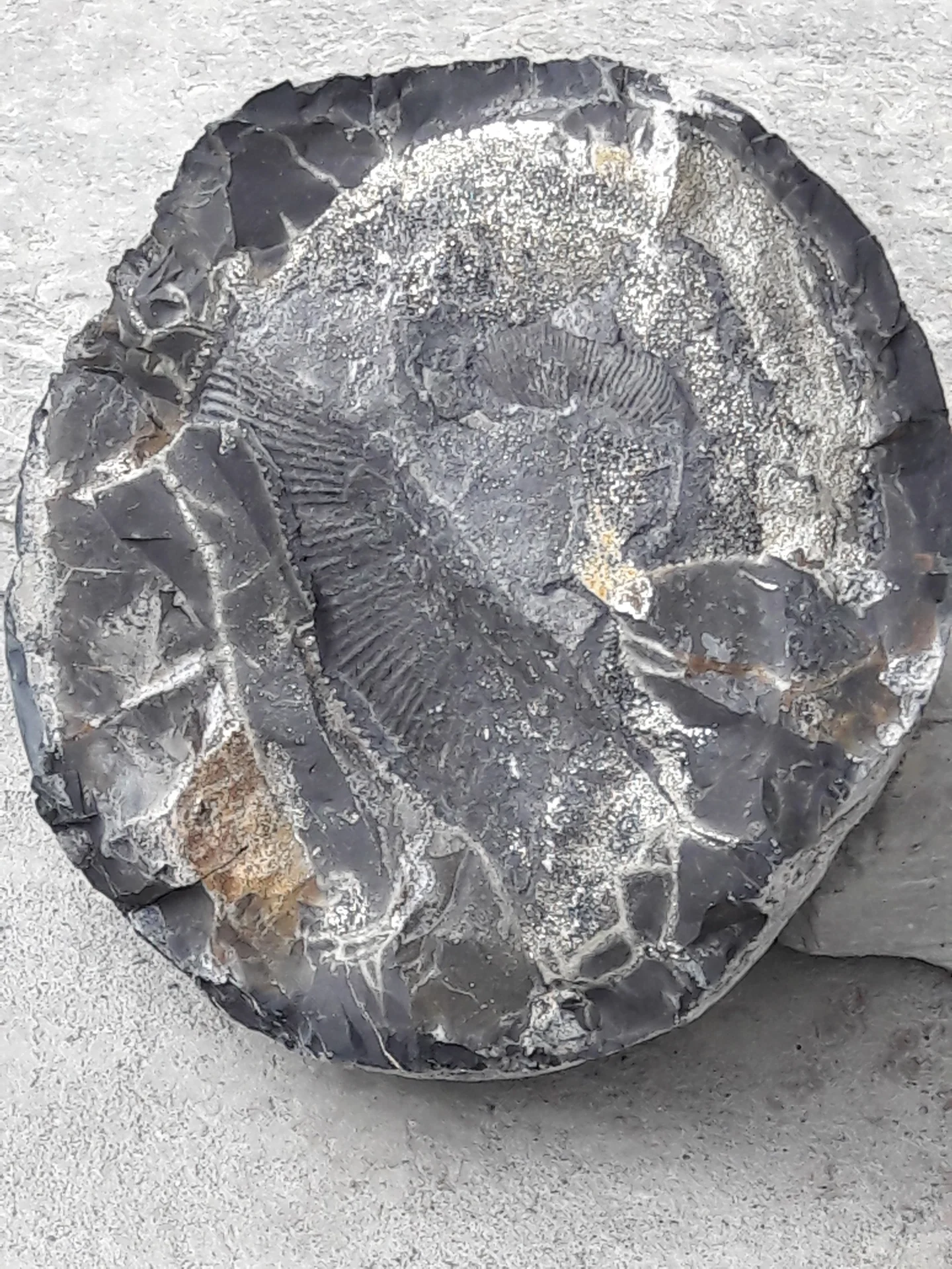 Fossil from Tethys Sediment