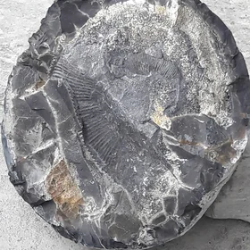 Fossil from Tethys Sediment