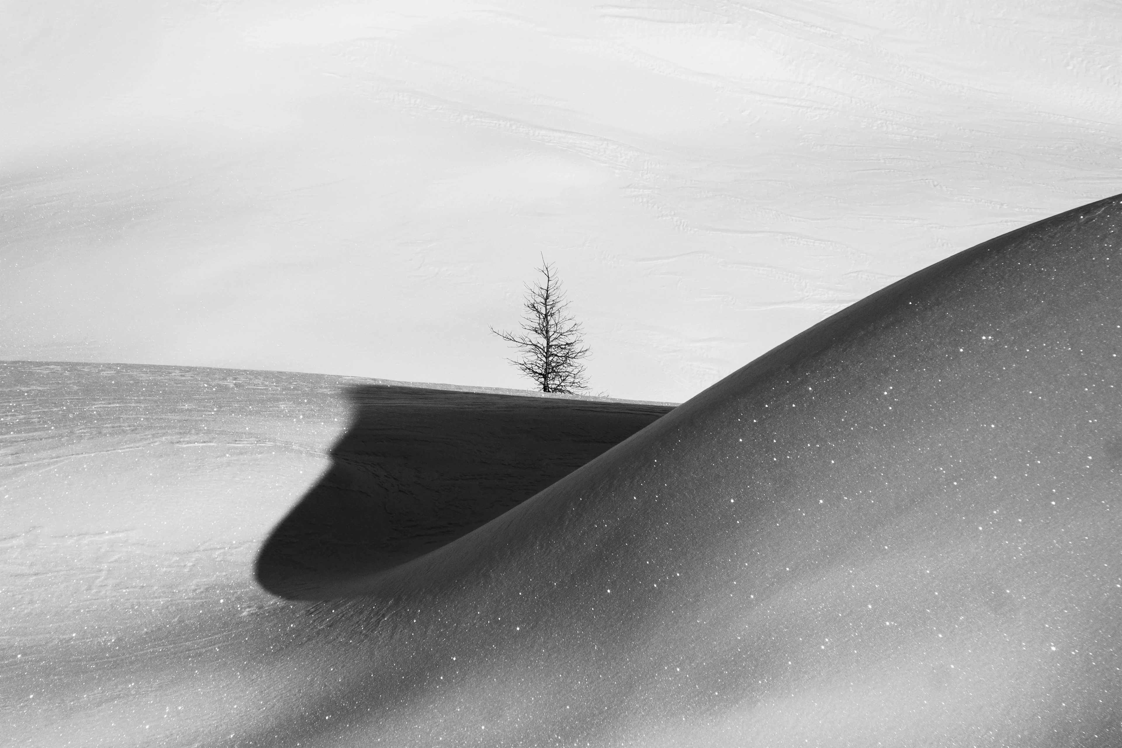 Lone trees against the winter whiteness