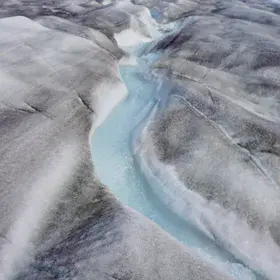 Biological darkening of the glacier surface by purple ice algae