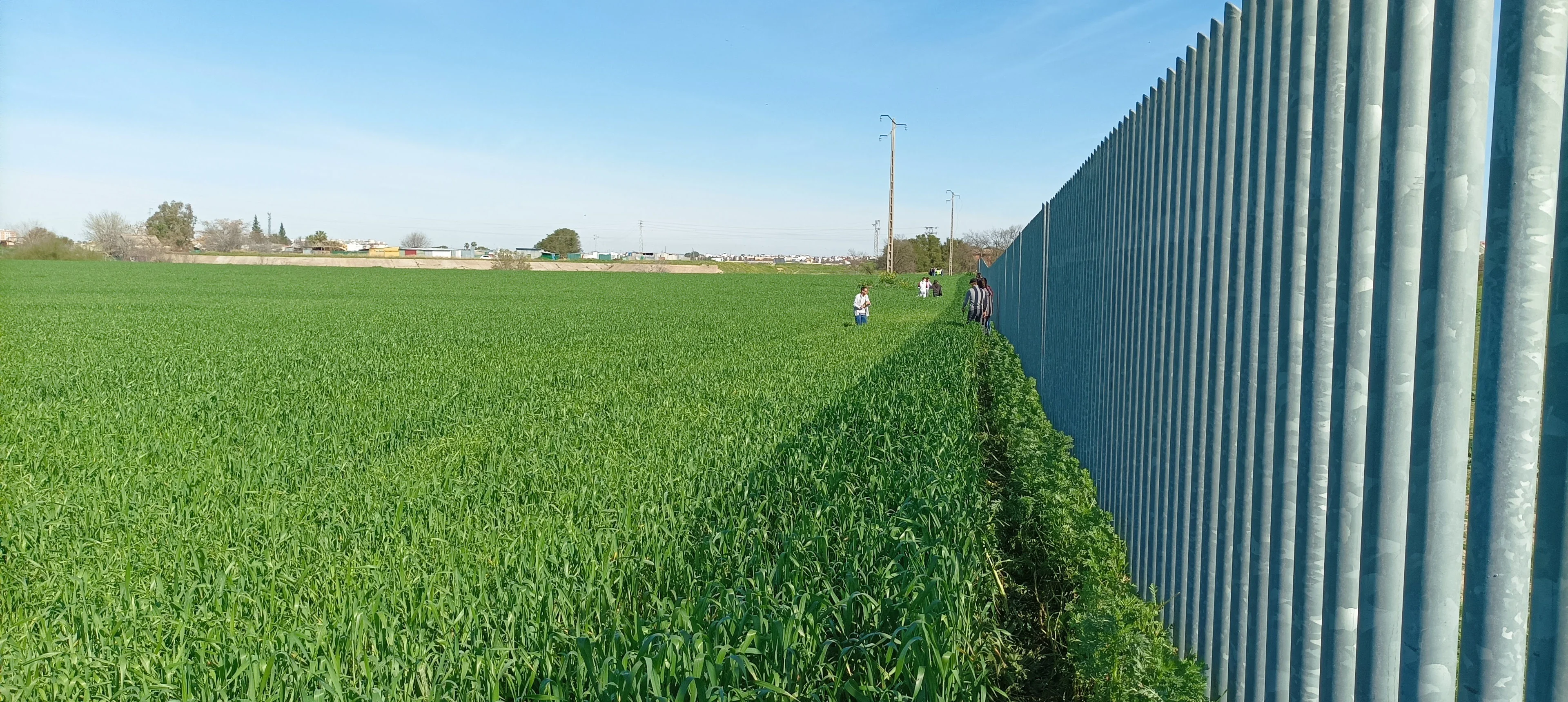 Soil science students taking soil samples in a wheat field