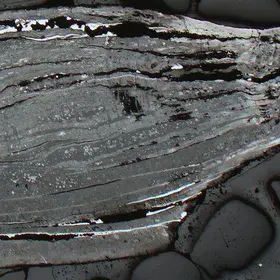 Pyritised shell in Estonian phosphorites