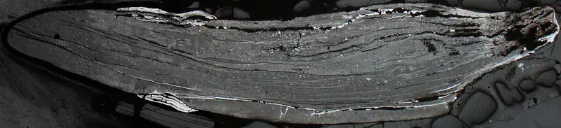 Pyritised shell in Estonian phosphorites