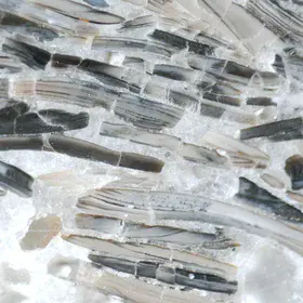 Carbonate-cemented shells in Estonian phosphorites, from the Toolse deposit