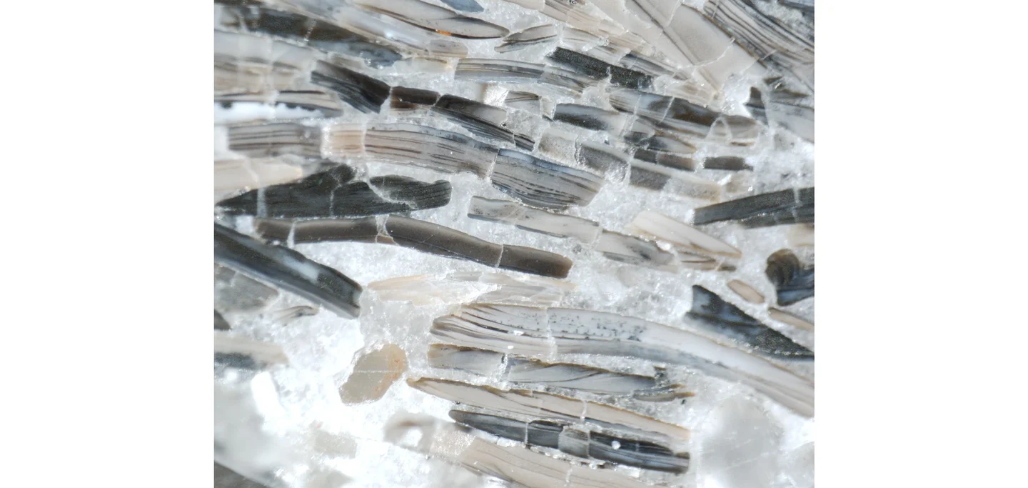 Carbonate-cemented shells in Estonian phosphorites, from the Toolse deposit
