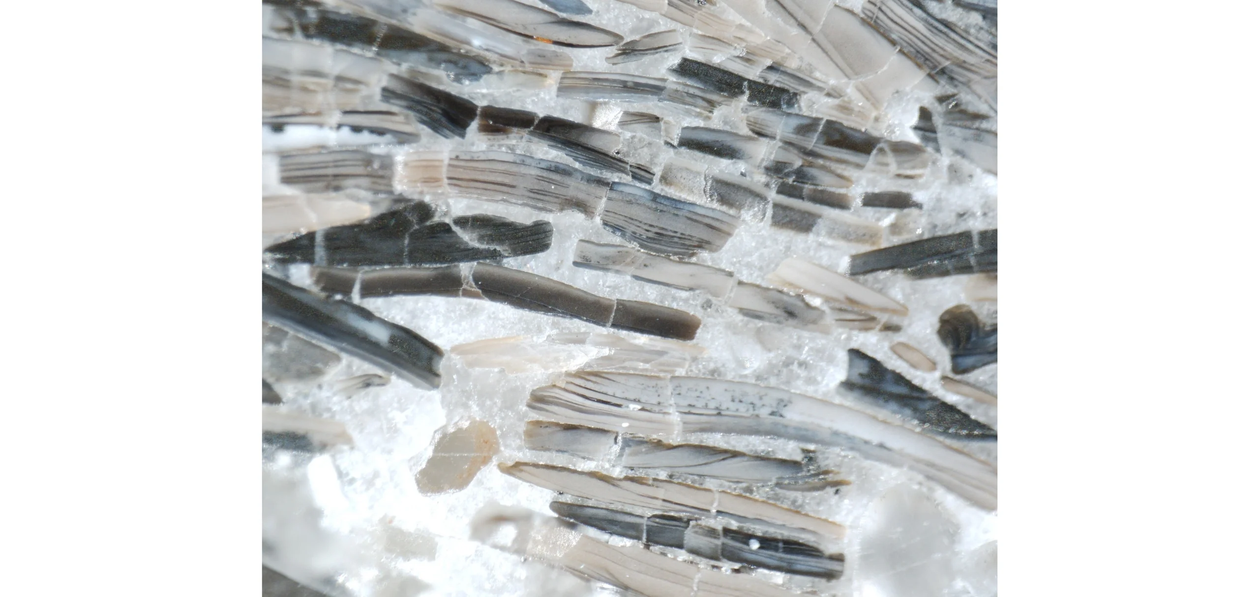Carbonate-cemented shells in Estonian phosphorites, from the Toolse deposit