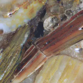Iron-rich shell fragment cemented by carbonate from the Kabala phosphorite deposit, Estonia