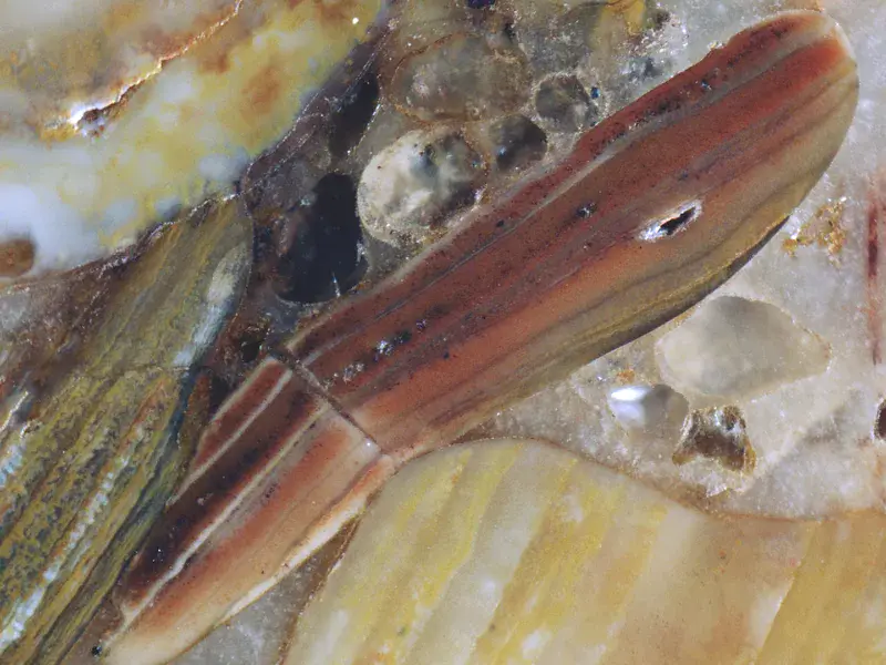 Iron-rich shell fragment cemented by carbonate from the Kabala phosphorite deposit, Estonia