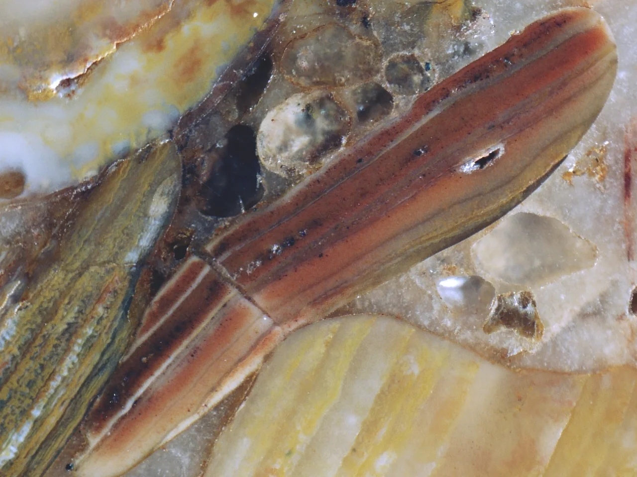Iron-rich shell fragment cemented by carbonate from the Kabala phosphorite deposit, Estonia