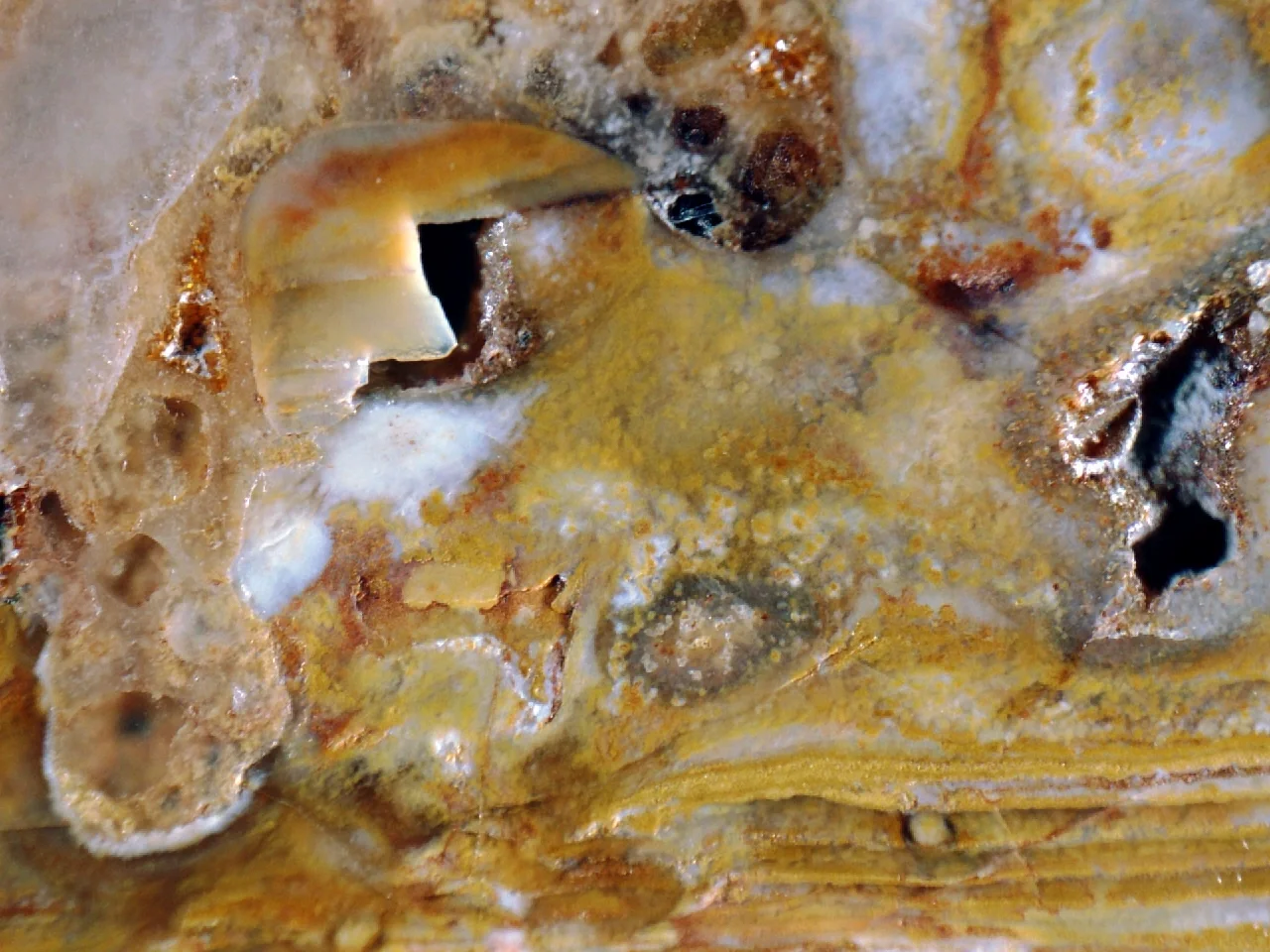 Iron-rich shelly phosphorite, Estonia