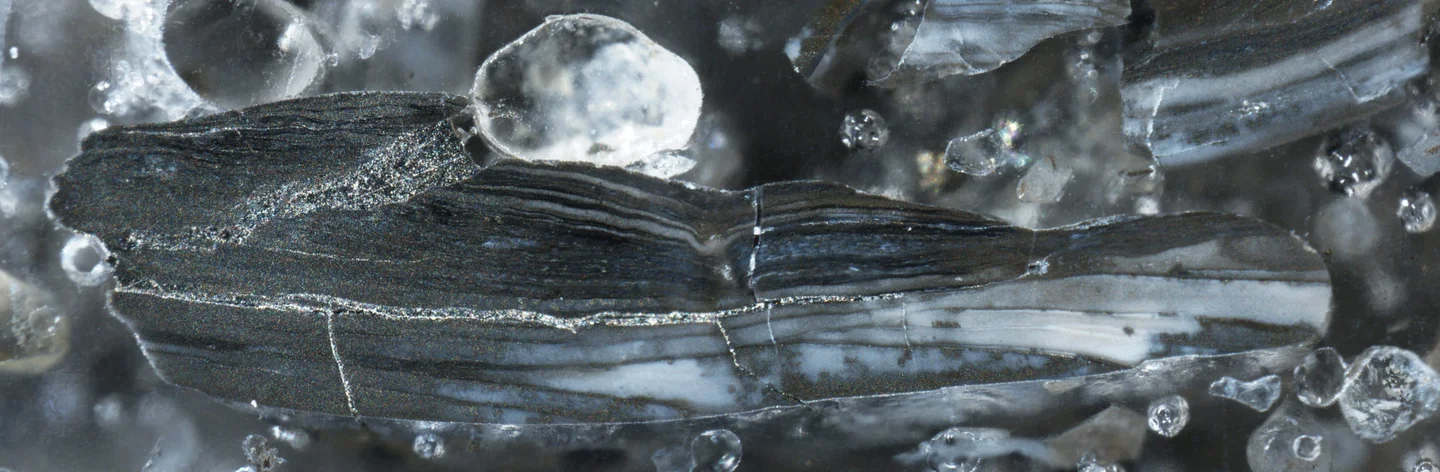 Pyritised shell fragment from the Toolse phosphorite deposit, Estonia