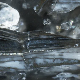 Pyritised shell fragment from the Toolse phosphorite deposit, Estonia