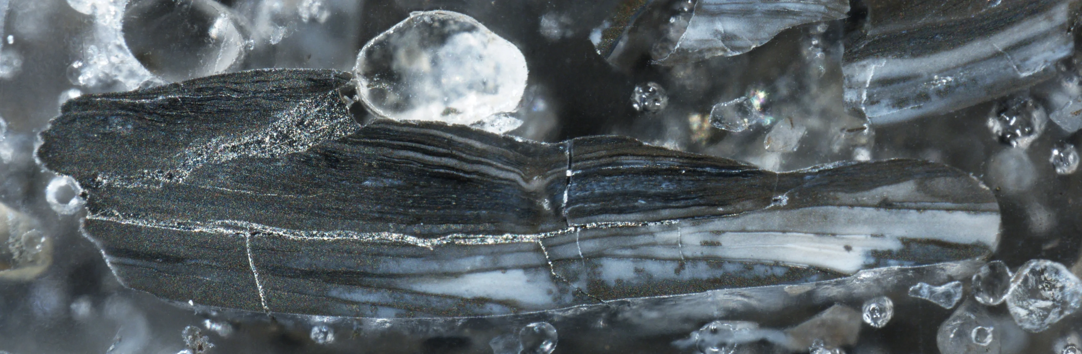 Pyritised shell fragment from the Toolse phosphorite deposit, Estonia