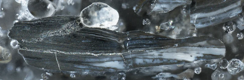 Pyritised shell fragment from the Toolse phosphorite deposit, Estonia