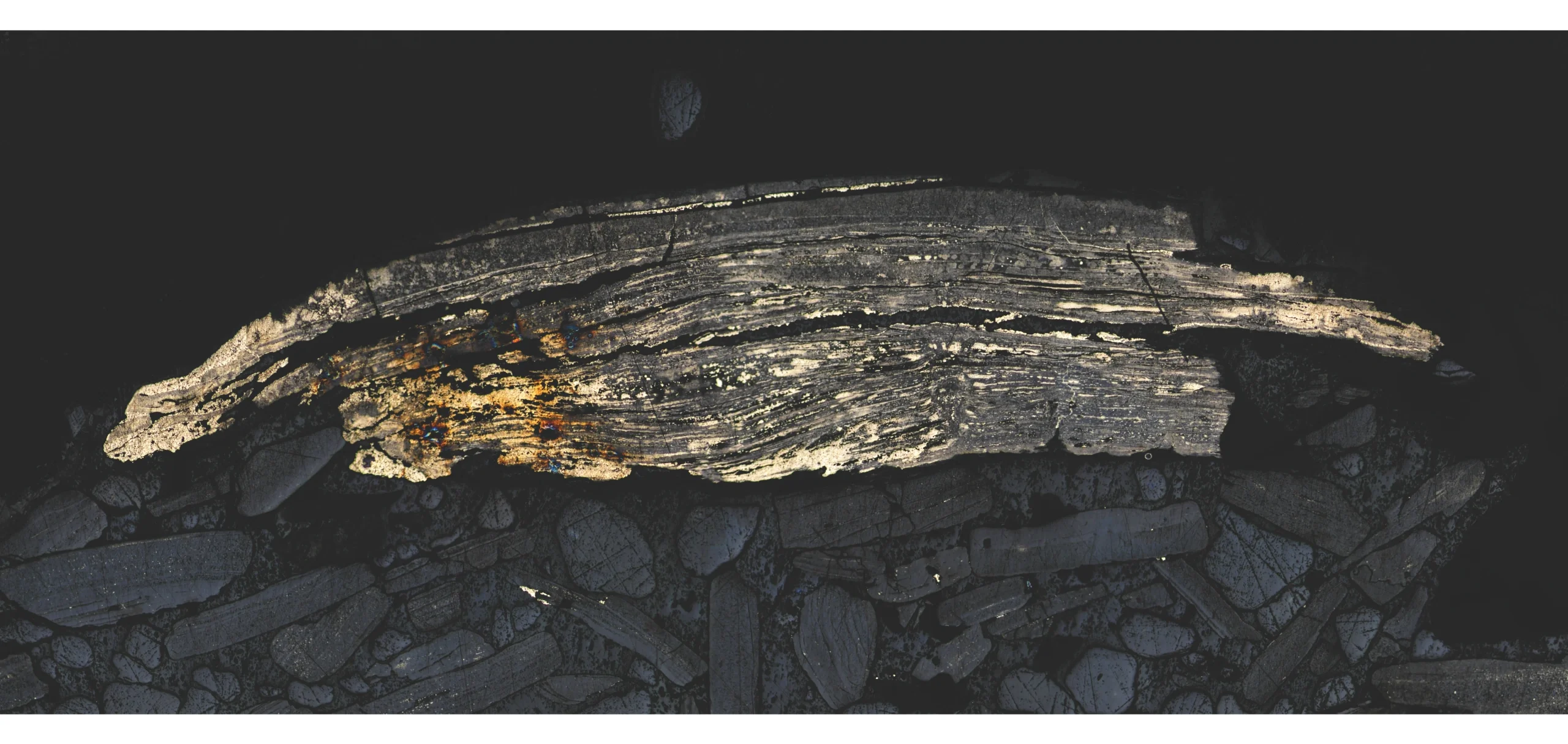 Pyritised brachiopod shell from Aseri phosphorite deposit
