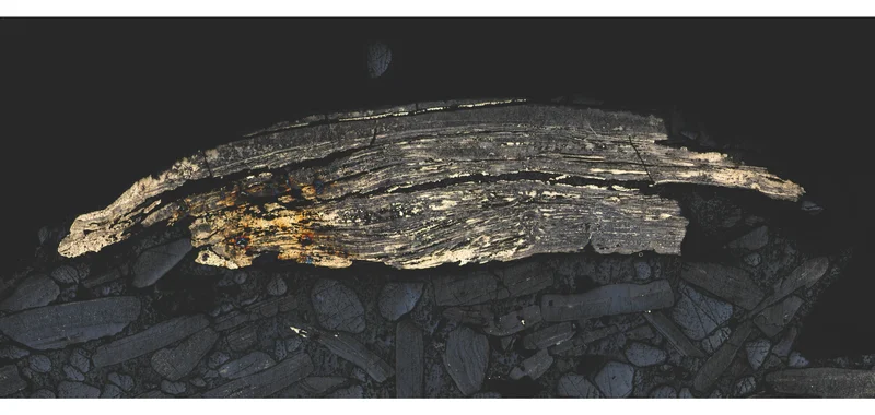 Pyritised brachiopod shell from Aseri phosphorite deposit