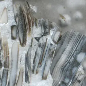 Carbonate-cemented shelly phosphorite