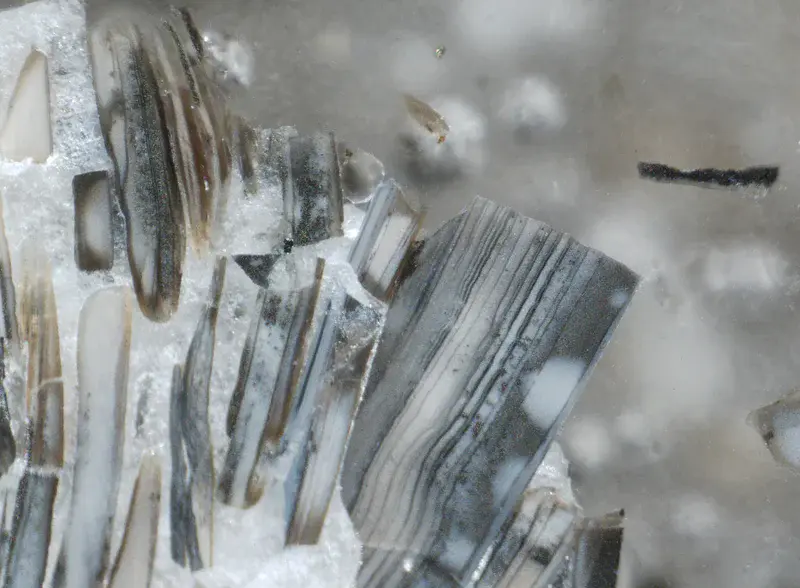 Carbonate-cemented shelly phosphorite