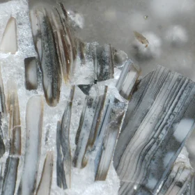 Carbonate-cemented shelly phosphorite