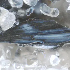 Pyritised brachiopod shell fragment from the Toolse phosphorite deposit, Estonia.