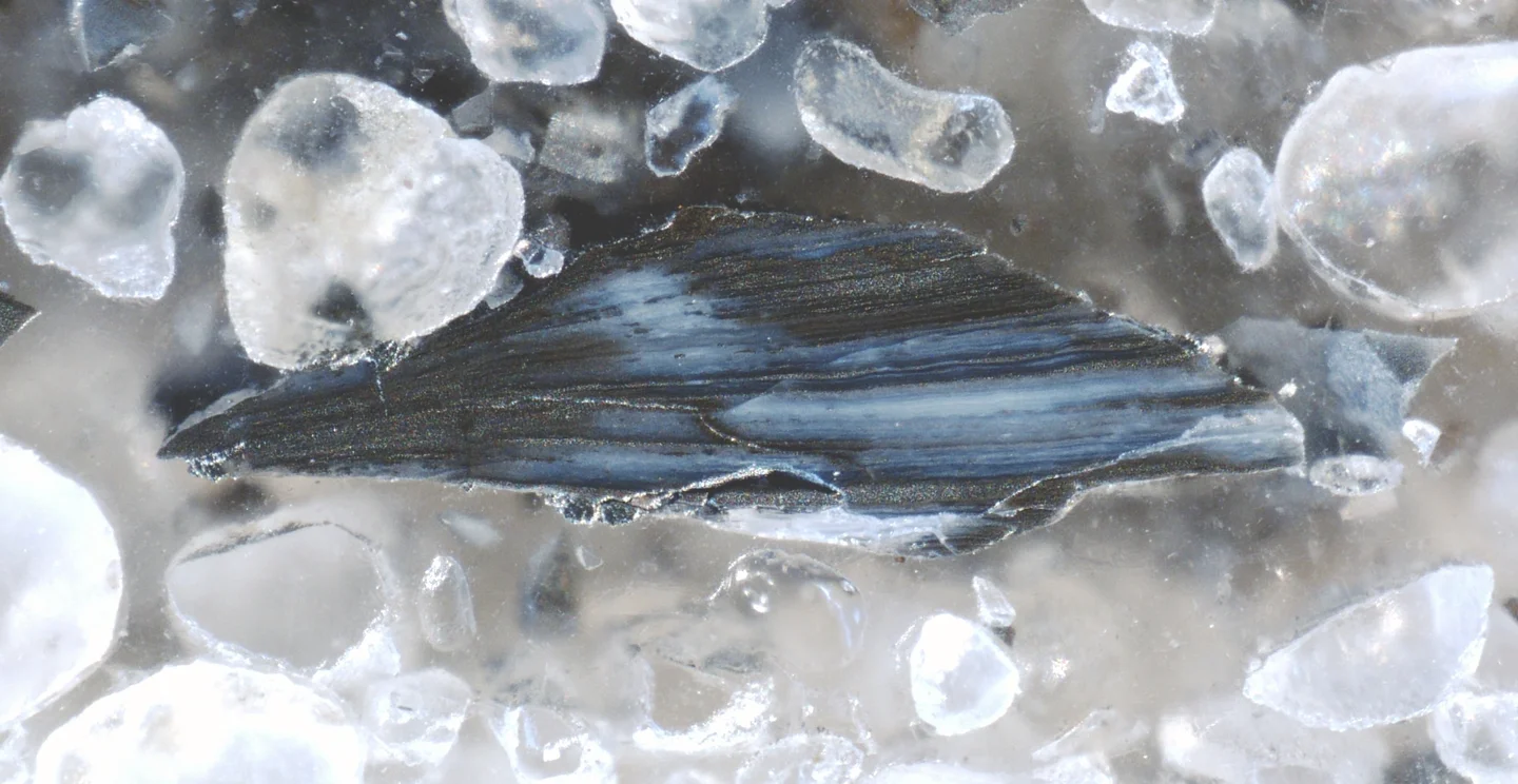 Pyritised brachiopod shell fragment from the Toolse phosphorite deposit, Estonia.