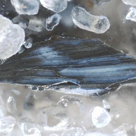 Pyritised brachiopod shell fragment from the Toolse phosphorite deposit, Estonia.