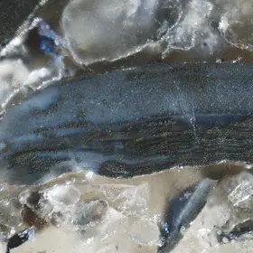 Pyritised brachiopod shell fragment from the Toolse phosphorite deposit, Estonia.