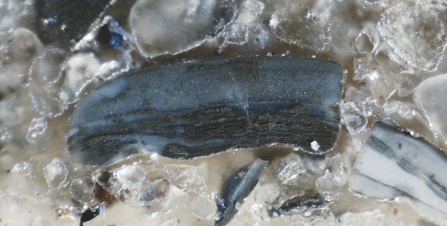 Pyritised brachiopod shell fragment from the Toolse phosphorite deposit, Estonia.