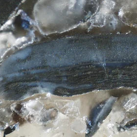 Pyritised brachiopod shell fragment from the Toolse phosphorite deposit, Estonia.