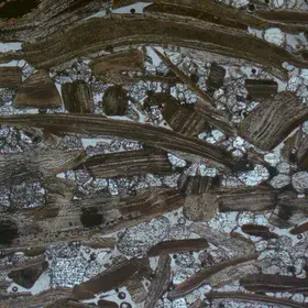 Thin section in PPL of shelly phosphorite from the Ülgase deposit, Estonia.