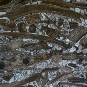 Thin section in PPL of shelly phosphorite from the Ülgase deposit, Estonia.