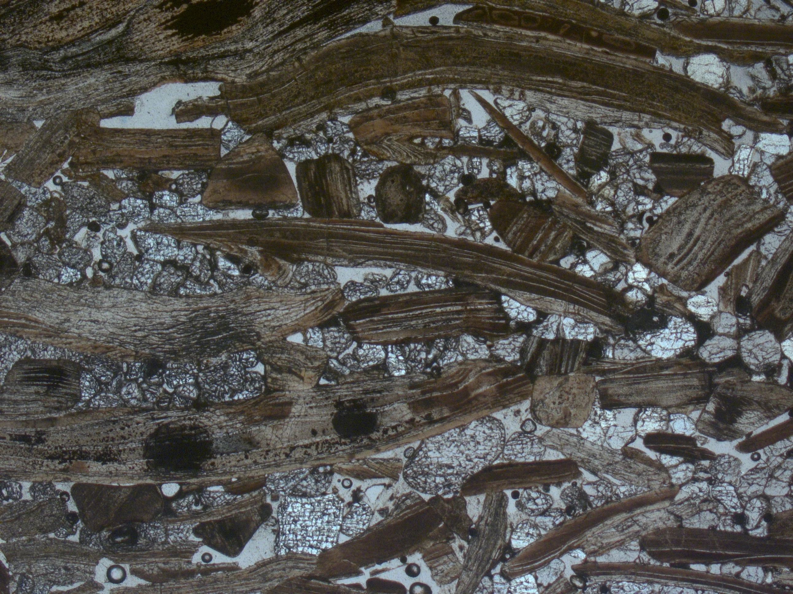 Thin section in PPL of shelly phosphorite from the Ülgase deposit, Estonia.