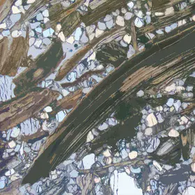 Thin section in PPL of shelly phosphorite from the Ülgase deposit, Estonia.