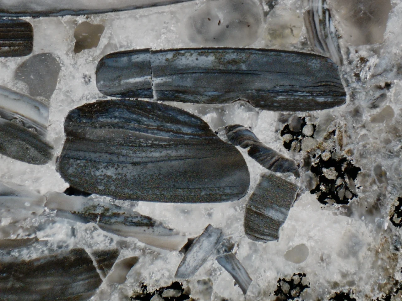 Shelly phosphorites from the Aseri deposit.