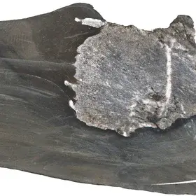 Section of a drillcore containing Tremadocian black-shale