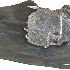 Section of a drillcore containing Tremadocian black-shale