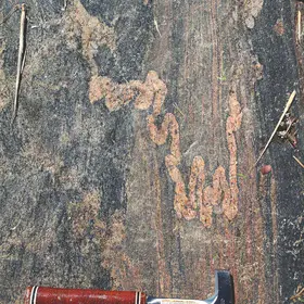 Ptygmatic fold crossing a mylonite, within a paragneiss.