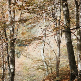 Tranquility of Nature