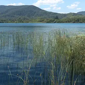 Aquatic vegetation in Lake Banyoles