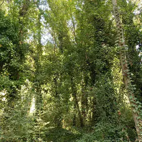 Riparian forest on Lake Banyoles