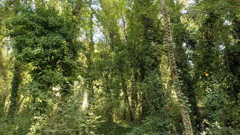 Riparian forest on Lake Banyoles